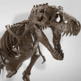 Tyrannosaurus (Imaginary Skeleton) - 1/32 Model Kit - Bandai Spirits